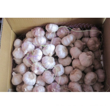 Normal White Garlic (6.0cm) for Exporting